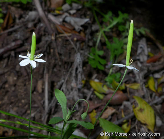 Слика од Meconella denticulata Greene