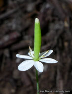 Слика од Meconella denticulata Greene