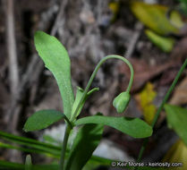 Слика од Meconella denticulata Greene
