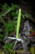 Слика од Meconella denticulata Greene