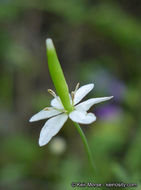Слика од Meconella denticulata Greene