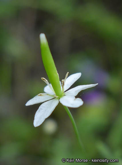 Слика од Meconella denticulata Greene