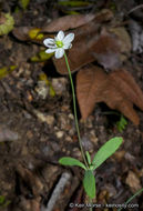 Слика од Meconella denticulata Greene