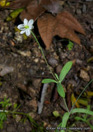 Слика од Meconella denticulata Greene