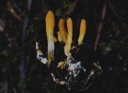 Plancia ëd Cordyceps militaris (L.) Fr. 1818