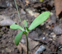 Слика од Meconella denticulata Greene