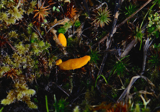 Cordyceps militaris (L.) Fr. 1818 resmi