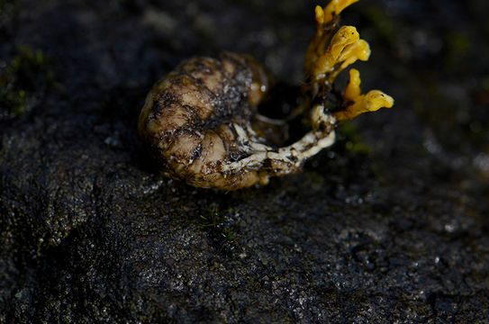 Cordyceps militaris (L.) Fr. 1818 resmi