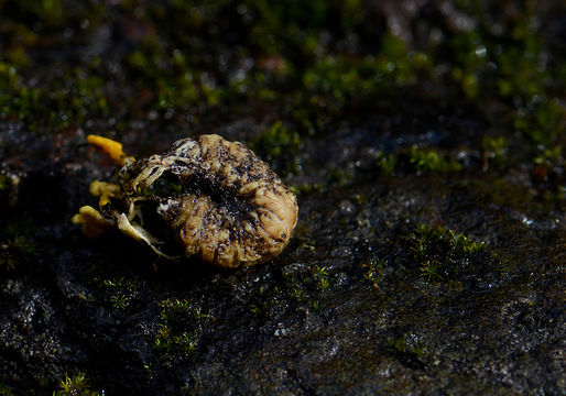 Cordyceps militaris (L.) Fr. 1818 resmi