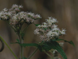 Image of common boneset