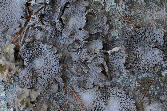 Image of Common toadskin lichen