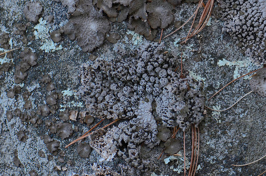 Image of Common toadskin lichen