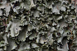 Image of navel lichen