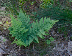 Sivun Dryopteris marginalis (L.) Gray kuva