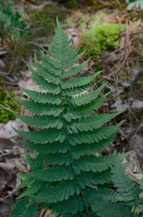 Sivun Dryopteris marginalis (L.) Gray kuva