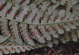 Sivun Dryopteris marginalis (L.) Gray kuva