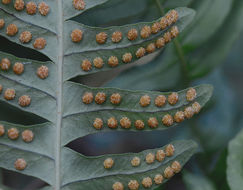 Image of rock polypody