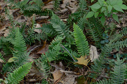 Image de Polypodium virginianum L.