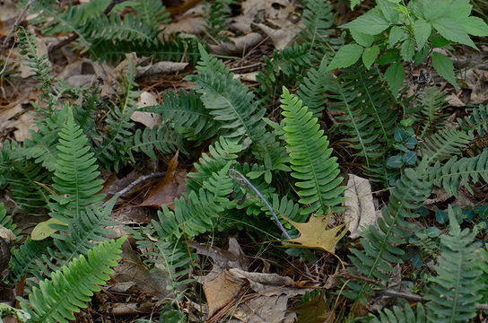 Image of rock polypody