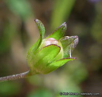 Image of Parry's blue eyed Mary