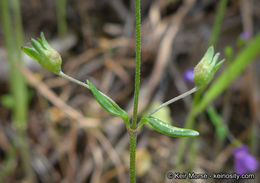 Image of Parry's blue eyed Mary