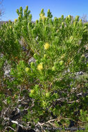 Image of Schott's pygmycedar