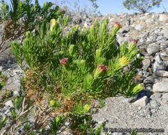 Image of Schott's pygmycedar