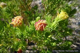 Image of Schott's pygmycedar