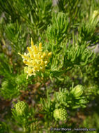 Image of Schott's pygmycedar