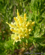 Image of Schott's pygmycedar