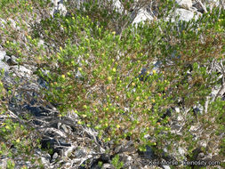 Image of Schott's pygmycedar