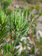 Image of Schott's pygmycedar