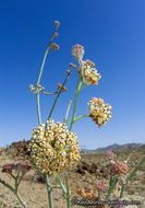 Asclepias albicans S. Wats. resmi