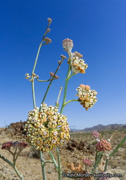 Asclepias albicans S. Wats. resmi