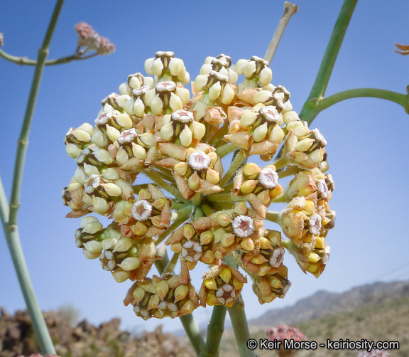 Image of whitestem milkweed