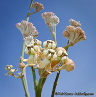 Asclepias albicans S. Wats. resmi