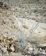 Asclepias albicans S. Wats. resmi