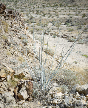 Asclepias albicans S. Wats. resmi