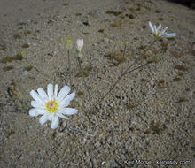 Image de Atrichoseris platyphylla (A. Gray) A. Gray