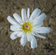 Image de Atrichoseris platyphylla (A. Gray) A. Gray