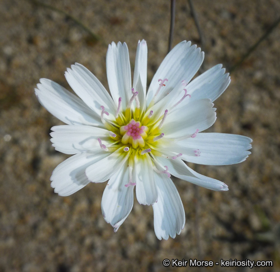 Image de Atrichoseris platyphylla (A. Gray) A. Gray