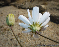 Image de Atrichoseris platyphylla (A. Gray) A. Gray