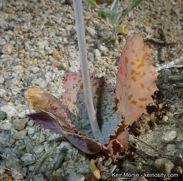 Image de Atrichoseris platyphylla (A. Gray) A. Gray