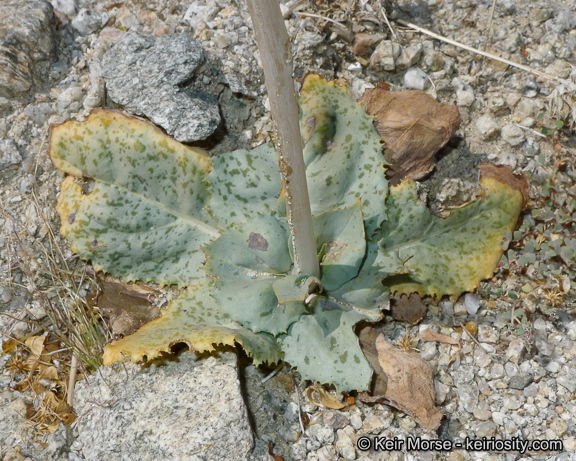 Image de Atrichoseris platyphylla (A. Gray) A. Gray