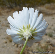 Image de Atrichoseris platyphylla (A. Gray) A. Gray