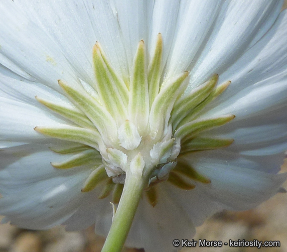 Image de Atrichoseris platyphylla (A. Gray) A. Gray