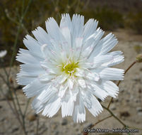 Image de Atrichoseris platyphylla (A. Gray) A. Gray