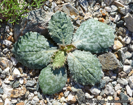 Image de Atrichoseris platyphylla (A. Gray) A. Gray