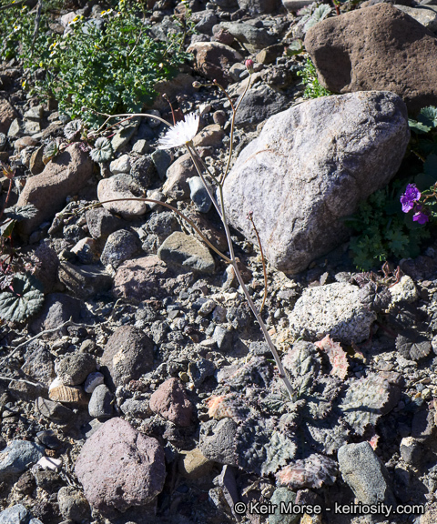 Image de Atrichoseris platyphylla (A. Gray) A. Gray