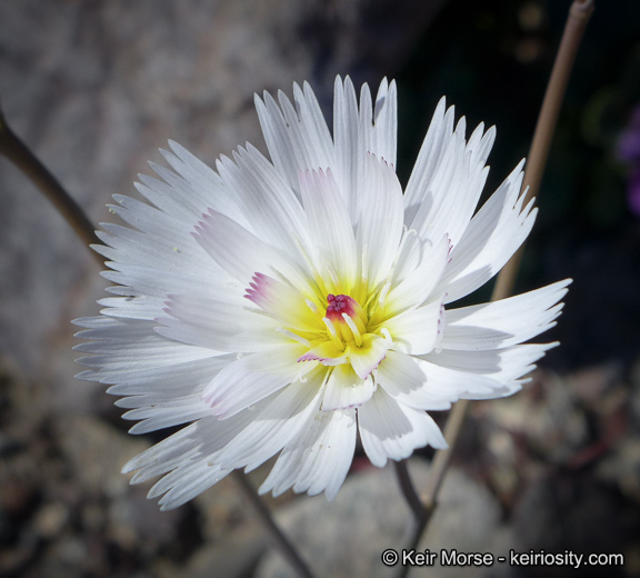 Image de Atrichoseris platyphylla (A. Gray) A. Gray